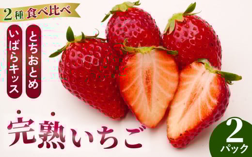 【2026年 先行予約】いちごグランプリ大賞受賞 完熟いちご2パック | 苺 イチゴ いちご  完熟 とちおとめ いばらキッス 3月発送 4月発送 新鮮いちご フルーツ 旬 産地 直送 フレッシュ 新鮮 朝採れ 採れたて 糖度 酸味 バランス 健康 果物 デザート 贈り物 食べ比べ 人気 美味しい 甘い ベリー ブランド 萩谷いちご園 茨城県 常陸太田市