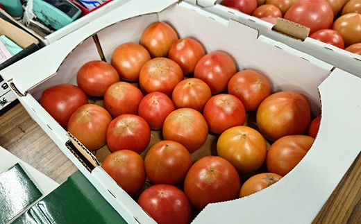 【先行予約】【訳あり】フルーツトマト約1.5kg 訳ありトマト フルーツトマト 訳ありフルーツトマト 北海道産 下川町 北海道下川町 F4G-0359