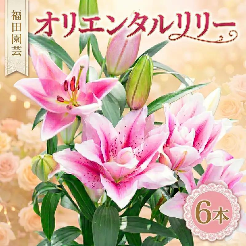  ユリ(オリエンタルリリー)6本【ユリ】