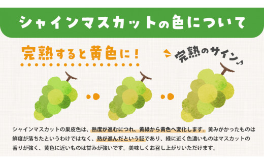 シャインマスカット 約1.2kg  (桜川市・石岡市共通返礼品） 2026年9月上旬発送開始  開田ぶどう園 産地直送 フルーツ 甘い 直送 茨城 限定 ギフト ぶどう シャインマスカット 果物 [DO004sa]