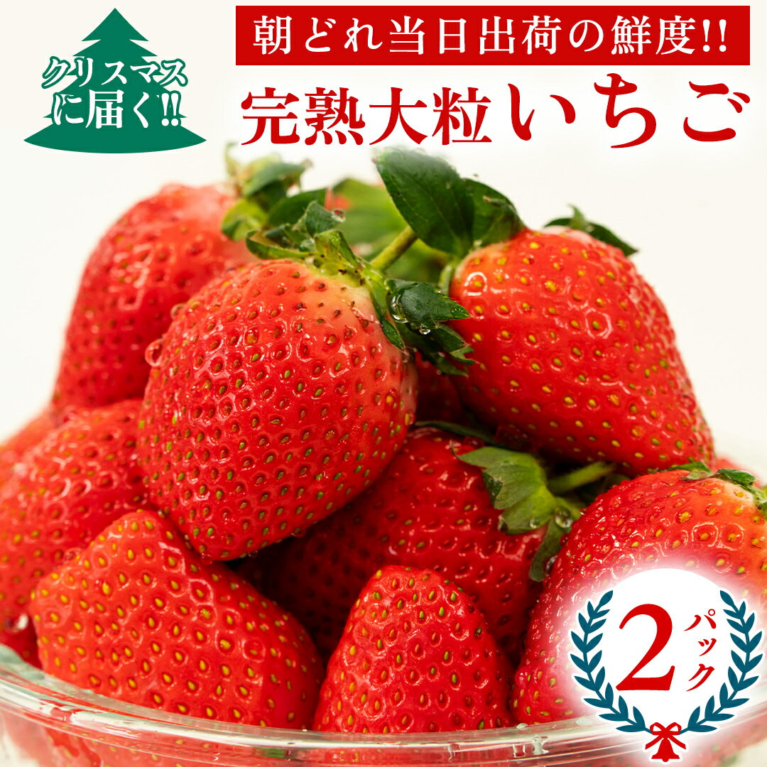 【ふるさと納税】【 クリスマス ( 24日・25日 ) に届く！】 完熟 いちご 2パック 先行予約 大粒 イチゴ 苺 フルーツ 果物