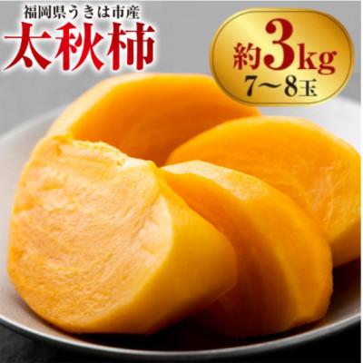 ふるさと納税 うきは市 【先行予約】西見柿農園 太秋柿 7玉から8玉(約3kg)【2026年10月下旬〜11月上旬発送予定】