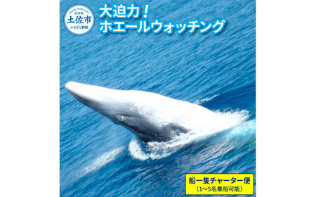 ホエールウォッチング 40000円分利用券（船一隻チャーター便相当 ※1〜5名） 高知県土佐市 【宇佐ホエールウォッチング協会】 [BQCH004]