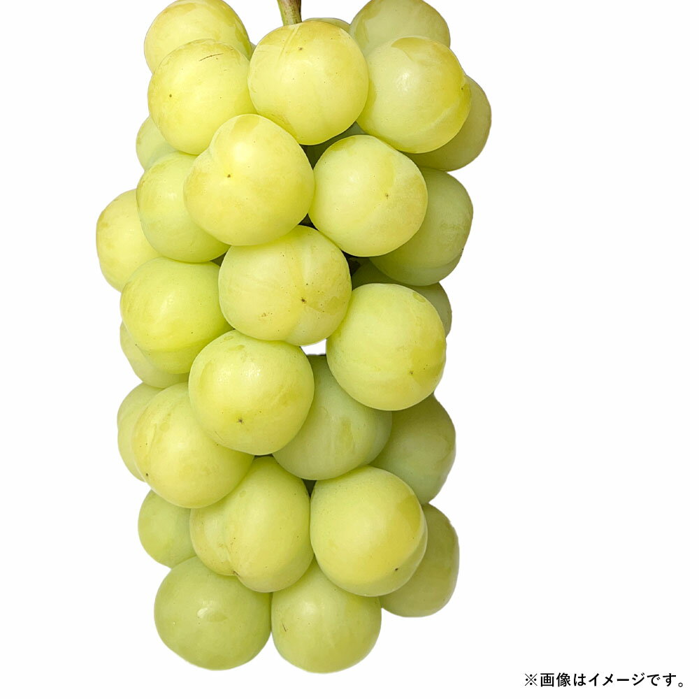 【ふるさと納税】2026年 先行予約 瀬戸ジャイアンツ 3房 合計2kg以上 ぶどう ブドウ 葡萄 フルーツ くだもの 果物 果実 ギフト 河本農園 冷蔵 岡山県産 国産 岡山県 奈義町 送料無料 【2026年9月上旬～9月下旬発送予定】