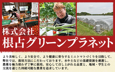 《期間限定》田淵さんちの美味しい ミニトマト シュガープラム（約1,400g）GP-2｜鹿児島県 南大隅 産地直送 旬 とまと トマト ミニトマト リコピン 完熟 甘い 高糖度 野菜 やさい 送料無料