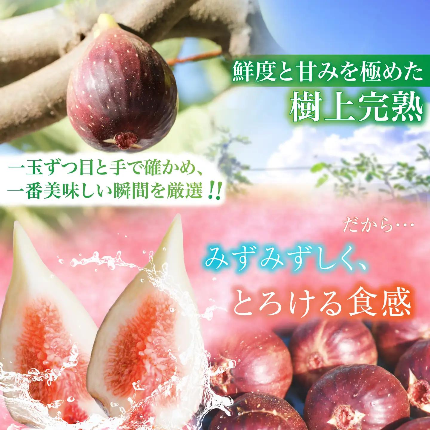【先行予約】 完熟いちじく 9-12玉（サイズおまかせ） / いちじく フルーツ 完熟 朝採れ イチジク 岐阜市 / tete. 【配送不可地域：北海道・沖縄・離島】[ANJZ001]