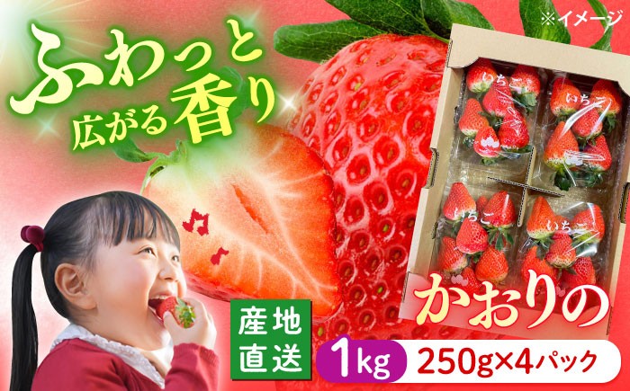 
                  【1～4月発送】いちご  かおりの 計1kg （約250g×4パック）＜武藤農園＞ [CFV001] イチゴ 贈答 ギフト 大粒 果物 フルーツ かおりの 果実 甘い イチゴ ストロベリー あまい デザート 新鮮 産地直送 くだもの 苺 strawberry ichigo itigo 長崎県 西海市 
                