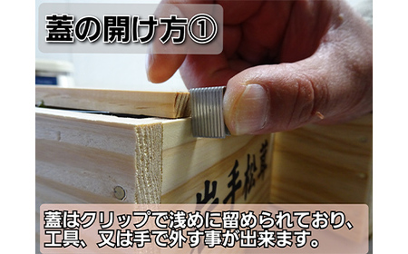 松茸 高級 1本 松茸