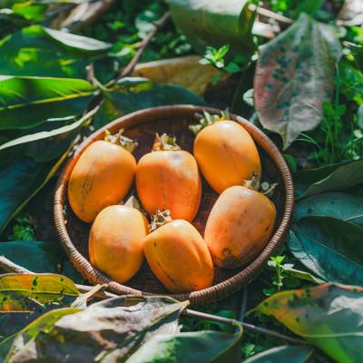 ふるさと納税 松江市 とろ〜り甘い柿の里の西条柿 6玉 |  | 03