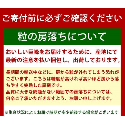 紀州和歌山産の巨峰ぶどう約2kg【配送不可地域：離島・北海道・沖縄県】