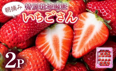 【先行予約】数量限定！佐賀県人気No.1苺”いちごさん” お試し470g（235g×2p）