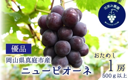 【2026年の先行予約】 花笑み農園の『ニューピオーネ』500g以上(中1房) 岡山 真庭 ピオーネ ぶどう 【hana079-01】
