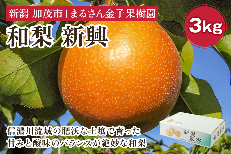 
                  【2026年先行予約】【贈答用】和梨 新興 3kg（6〜8玉）《11月上旬から順次発送》 果物 なし 梨 フルーツ 新鮮 産地 加茂市 まるさん金子果樹園
                