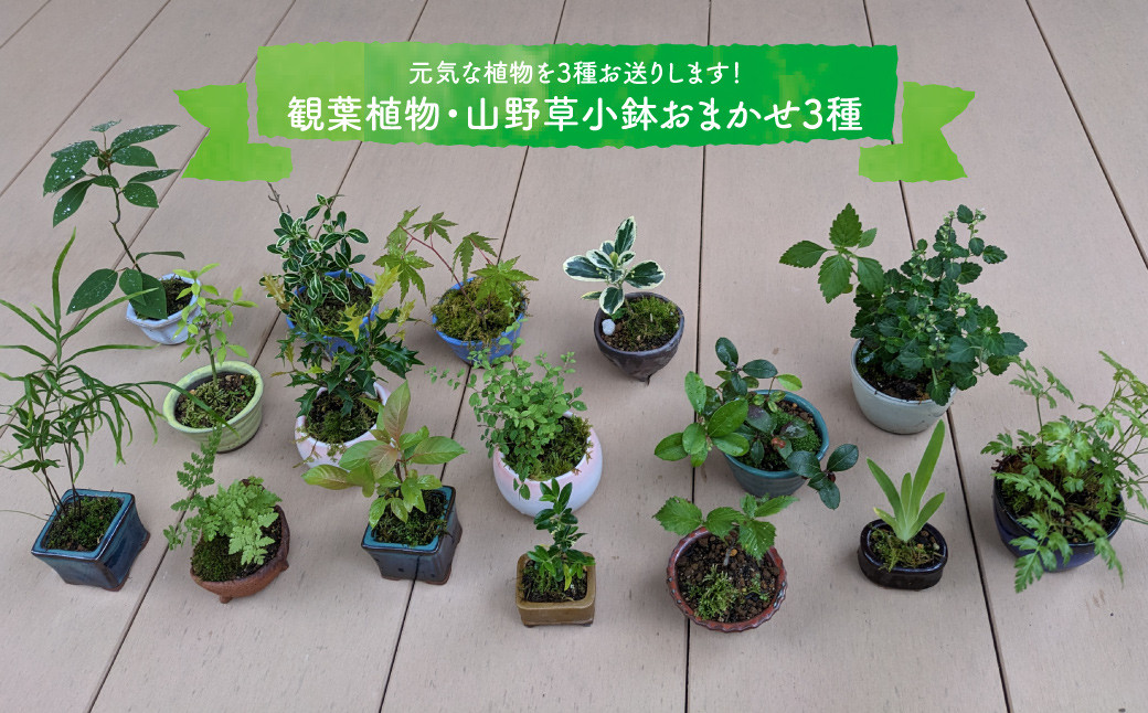 
【お任せ3種】ミニ観葉植物 盆栽小鉢 テーブルプランツ 小さい プラントポット お花 緑 グリーン オシャレ 屋内 室内 癒やし シンプル 植替え ガーデン 置物 山野草 シダ植物 工房暁月
