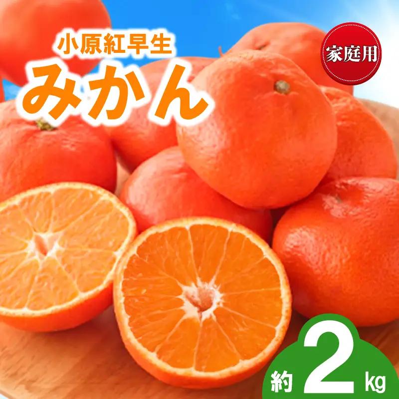 先行予約 訳あり みかん 蜜柑 約2kg 小原紅早生 小原紅早生みかん 柑橘 オレンジ 家庭用 11月下旬～12月下旬 配送 香川県 丸亀市