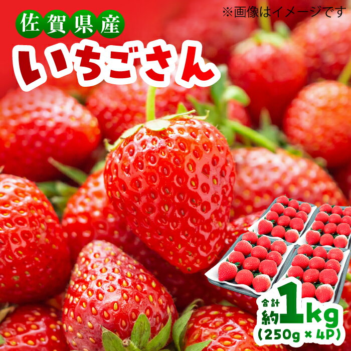 【ふるさと納税】朝採れ♪ いちごさん たっぷり 計1kg以上（約250g×4P）【限定数量】【12月以降順次発送】| いちご 1000g イチゴ 果物 苺 1キロ 佐賀県産いちご 平置き 4パック 不揃い| 吉野ヶ里町/TZファーム[FDF001]