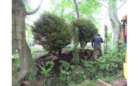 AO-6 芝生種子（40kg）＆樹木（6本）