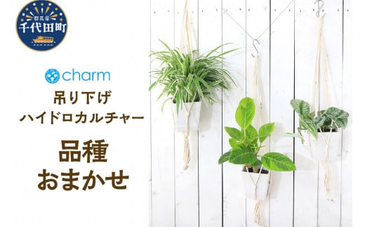 
品種おまかせ おしゃれな吊り下げ ハイドロカルチャー ホワイト Ｓ字フック付３号（１鉢）） 群馬県 千代田町 インテリア ナチュラル 自然 リラクゼーション 室内栽培 プレゼント 送料無料 趣味 緑 人気 オススメ 初心者 玄関 リビング 株式会社チャーム
