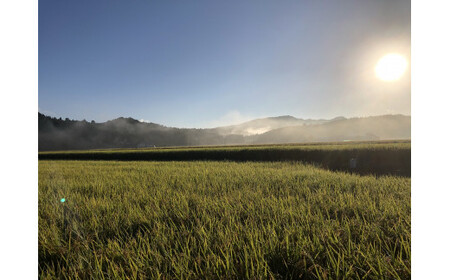 【精米即日発送】【令和7年産米】新潟県村上市桃川産　直播米　泥根性こしいぶき10㎏ 1040004