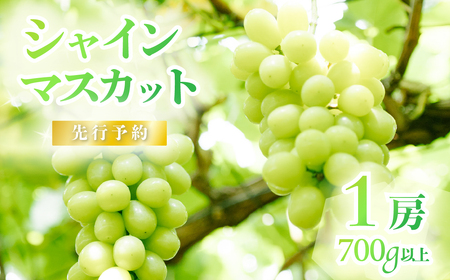 【2025年 先行予約】シャインマスカット1房（700g以上）【石崎ぶどう園】（2025年8月下旬から9月下旬頃発送予定）【 果物マスカット フルーツマスカット 下妻マスカット 葡萄マスカット ぶどうマスカット 人気マスカット 茨城県産マスカット 】