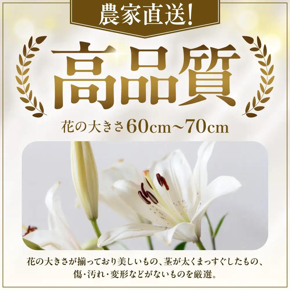 北海道当別町産ユリ | 花 ゆり 切花 農家直送 高品質 期間限定 北海道 当別町