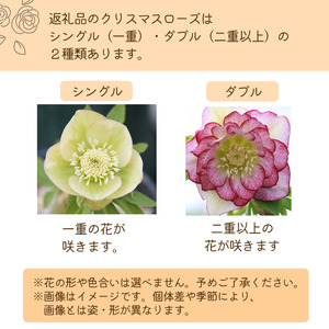 2026年 2月 ～ 3月 発送予定 クリスマスローズ シングル 1鉢 ダブル 2鉢 【百花 -MoKa-】 花 フラワー 苗 ポット クリスマス ローズ ヘレボルス 植物 観葉植物 八重咲 八重咲き