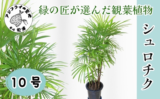 緑の匠が選んだ観葉植物 素敵な空間づくりに シュロチク 10号( シュロチク 観葉植物 インテリア 植物 新築祝い 贈り物 開店祝い 引っ越し祝い 送料無料 )【E7-003】