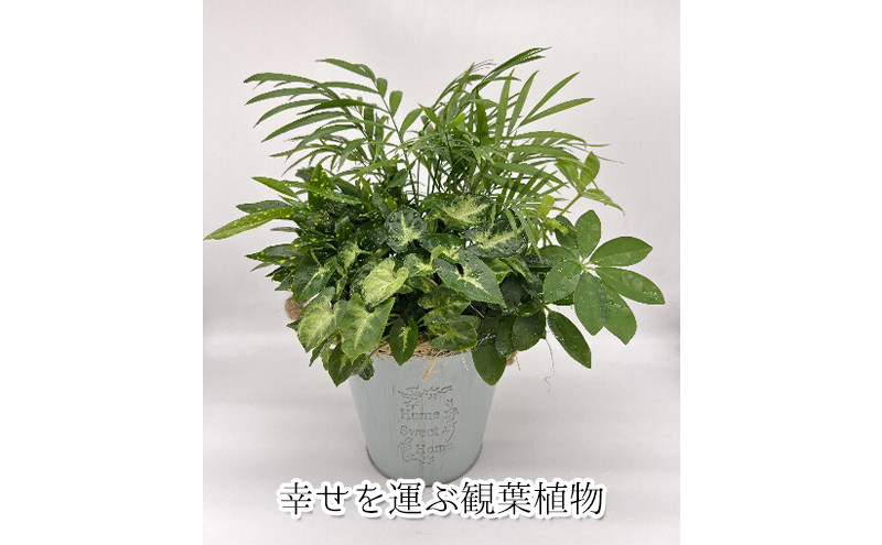 
幸せを運ぶ観葉植物のおまかせ寄せ植え（４～５品種）[№5787-0842]
