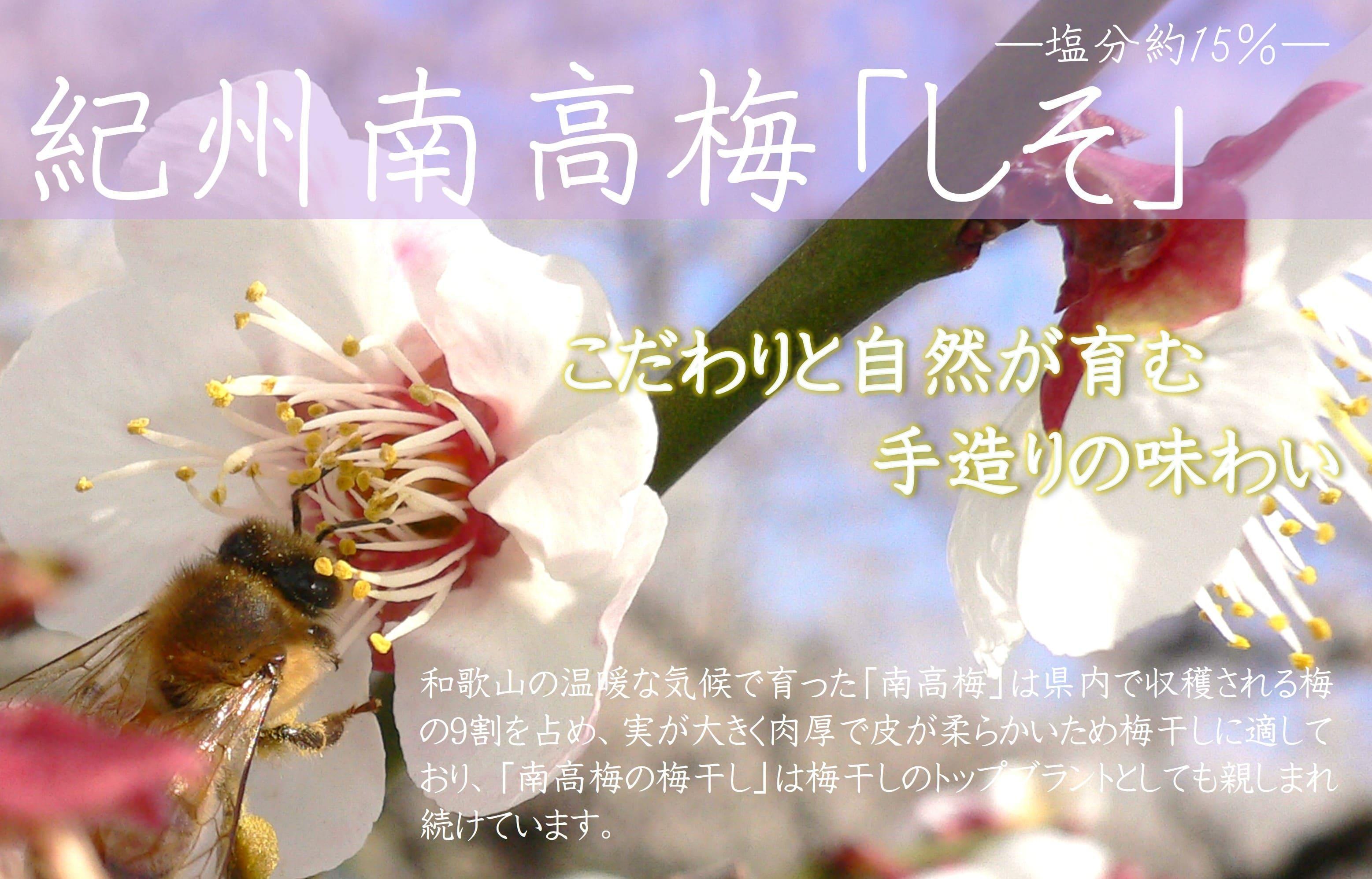 紀州南高梅 しそ 塩分約15％ 500g ［YM5］