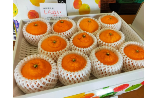【先行予約】 不知火 11個 令和9年4月発送 しらぬい 濃厚 甘い 柑橘 柑橘系 果物 フルーツ 青果 デザート グルメ 贈答 贈り物 ギフト プレゼント 特産品 特産 取り寄せ 伊勢 志摩 三重県 南伊勢町