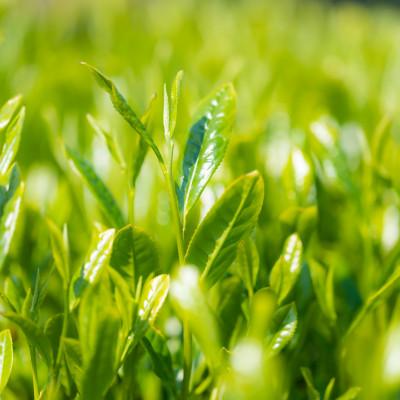 ふるさと納税 新富町 宮崎日本茶専門店　特撰煎茶・特撰ぐり茶のお茶セット【SG24】 |  | 03