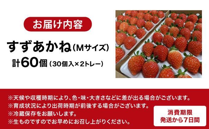 ＜先行予約＞ 北海道 伊達市 いちご すずあかね Mサイズ 30個入り 2トレー 60個【55250946】苺 イチゴ スイーツ デザート 果物 甘い 赤 鮮やか 新鮮 ケーキ お菓子作り