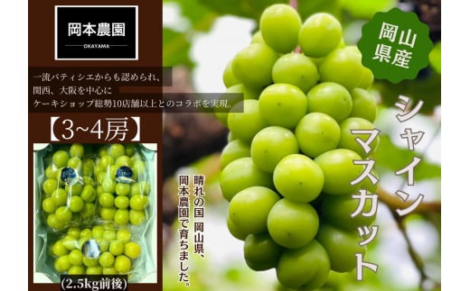 
            シャインマスカット　3～4房　約2.5kg | フルーツ 果物 くだもの 葡萄 ブドウ ぶどう シャインマスカット マスカット ギフト 贈答用 プレゼント 岡山 岡山県産 国産 フルーツ 果物 くだもの シャインマスカット マスカット おすすめ 人気 みずみずしい フレッシュ 温室栽培 晴れの国おかやま 果物大国 彩美菜果
          