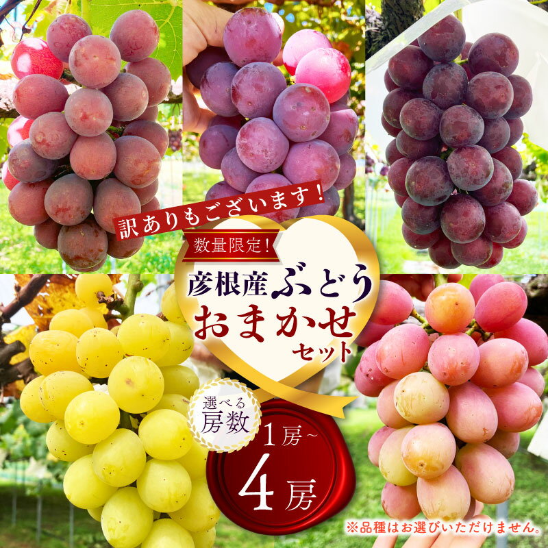 【ふるさと納税】 先行予約 期間限定 訳ありも！ ぶどう 詰め合わせ 選べる容量 1～5房 約700~2.7kg 食べ比べ ピオーネ 藤稔 紅伊豆 安芸クイーン 多摩ゆたか ゴルビー 果物 くだもの フルーツ デザート ブドウ 詰合せ 食べ比べ ギフト 品種おまかせ 訳あり 滋賀 彦根
