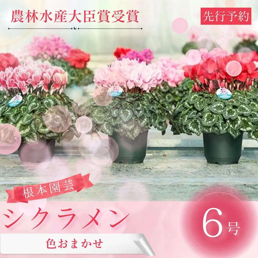【先行予約】シクラメン 色 おまかせ 6号鉢 根本園芸 花ギフト | シクラメン 農林水産大臣賞