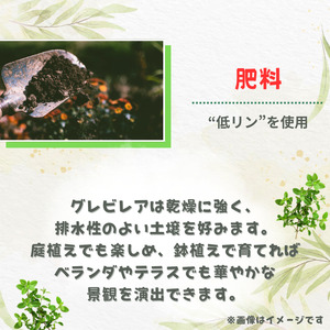 グレビレア　フォレストランブラー ／ グレビレア フォレストランブラー 植物 観葉植物 鉢植え