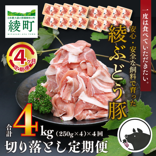 宮崎県産 希少 ブランド豚 「綾ぶどう豚」 切り落とし 4か月 定期便 セット 指定月 中旬お届け 国産 豚肉