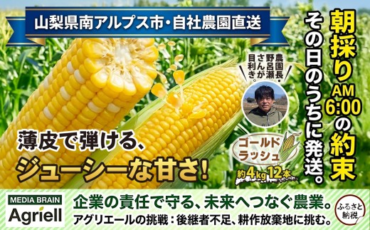 ＜2026年発送先行予約＞山梨県産 とうもろこし（ゴールドラッシュ）12本入り（約4kg）ALPES001