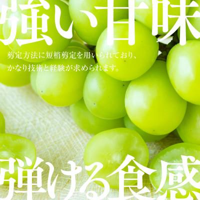 ふるさと納税 津山市 【発送月固定定期便】【人気セット】星乃フルーツ 桃+シャインマスカット全2回 |  | 02