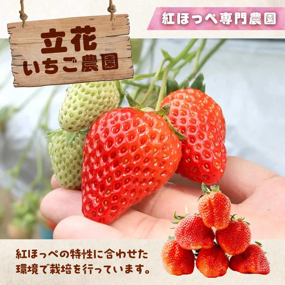 【2026年1月以降順次発送】こだわりの紅ほっぺ 280g 4パック[BAFN001]紅ほっぺ