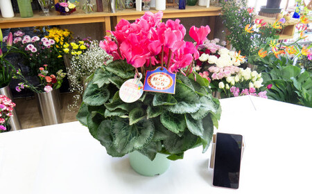 シクラメン 1鉢( 6寸鉢 )クリスマス 冬の花 鉢植え 6寸 1鉢 高品質 国内産 国産 花 生花 観賞 プレゼント 贈り物 ギフト 岩手県 北上市 舶来屋 E0312