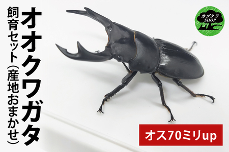 【産地おまかせ】【数量限定】オオクワガタオスのみ♂（オス70ミリup）飼育セット【クワガタ クワガタムシ カブトムシ 昆虫 虫 国産 飼育 セット 夏休み 自由研究 鹿嶋市 茨城県】（KBY-8）