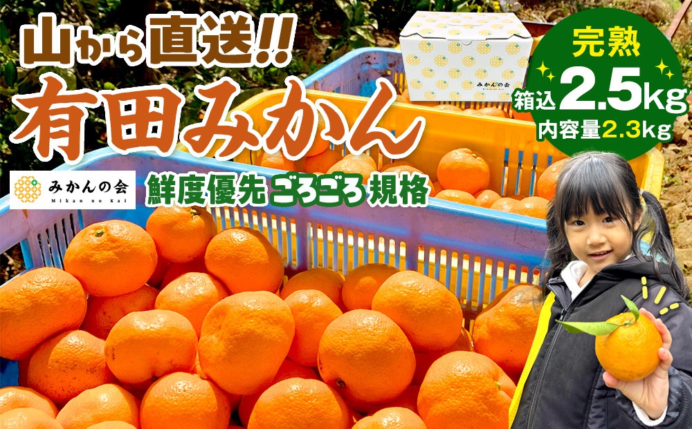 みかん 山から直送 箱込 2.5kg ( 内容量約 2.3kg ) 鮮度優先ごろごろ規格 和歌山県産 産地直送 家庭用［2025年11月中旬より2026年1月中旬頃順次出荷予定］［みかんの会］	AX214