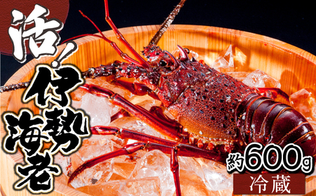 KU067【先行予約】＜数量限定＞宮崎県串間産伊勢エビ(計約600g・1～3匹) 【豊漁丸】