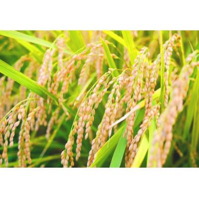 ふるさと納税 新庄市 《先行受付》山形県産米 コシヒカリ10kg |  | 01