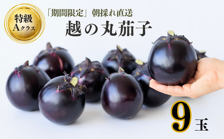 【期間限定】先行予約 特選 丸なす！『越の丸茄子』9玉入り 特級Aクラス 1箱 JA ナス 2026年7月中旬から順次発送【新潟県 糸魚川市 期間限定 ブランド野菜 夏 ステーキ 煮物 まるなす マルナス 野菜 特産品 産地直送 新潟限定 ブランドなす】