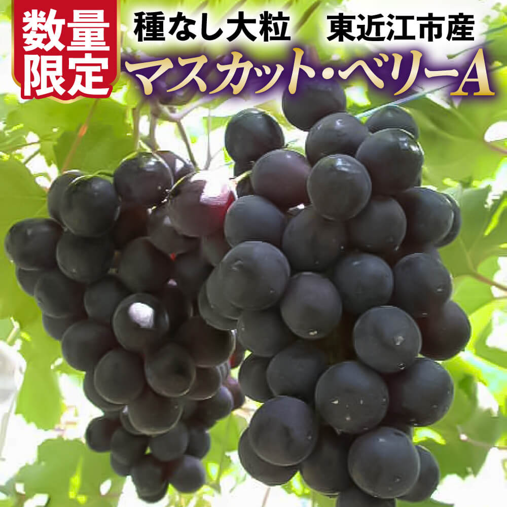 【ふるさと納税】 【先行予約】あいとうぶどう マスカットベリーA あいとうマーガレットステーション 滋賀県 東近江市 A-B25 種なし ぶどう 葡萄 マスカット 濃厚 甘い フルーツ 果物 旬