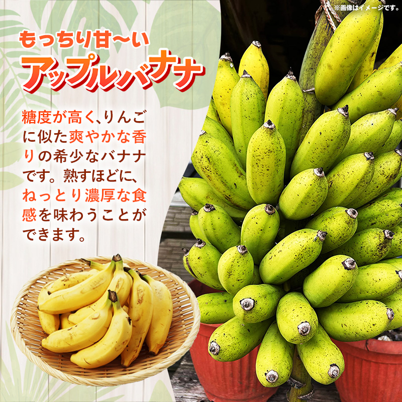 国産 希少種！南国フーズのアップルバナナ 約5kg - ばなな 小ぶり 沖縄県産 産地直送 果物 フルーツ 朝食 おすすめ 八重瀬町_イメージ2