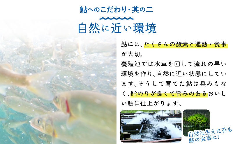 鮎の塩焼き5匹（冷凍）