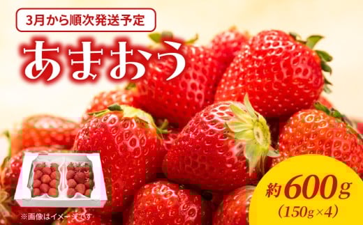 【2026年3月配送開始】福岡・博多名物ブランドいちご「あまおう」4パック 合計約600g＜配送不可：北海道・沖縄・離島＞ あまおう いちご 苺 イチゴ フルーツ 果物 くだもの 人気 旬 福岡県産 アフター補償 産地直送 冷蔵配送 福岡県 八女市